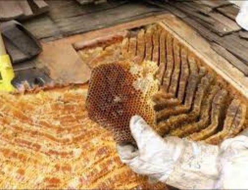 قیمت کندو عسل طبیعی سبلان