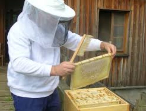 فروش انواع کندو عسل خوانسار