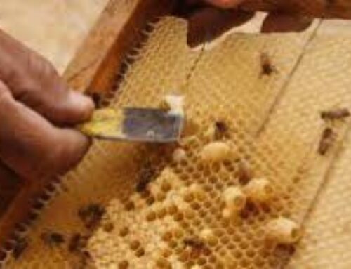 عرضه انواع کندو عسل صادراتی