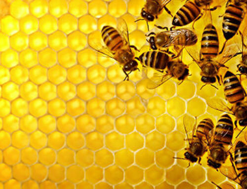 خرید اینترنتی کندو عسل خارجی مرغوب
