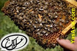معرفی انواع لوازم زنبورداری