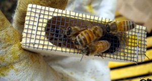 قفس ملکه زنبور عسل