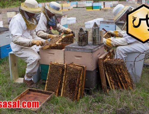 فروش انواع کندوی عسل در ایران